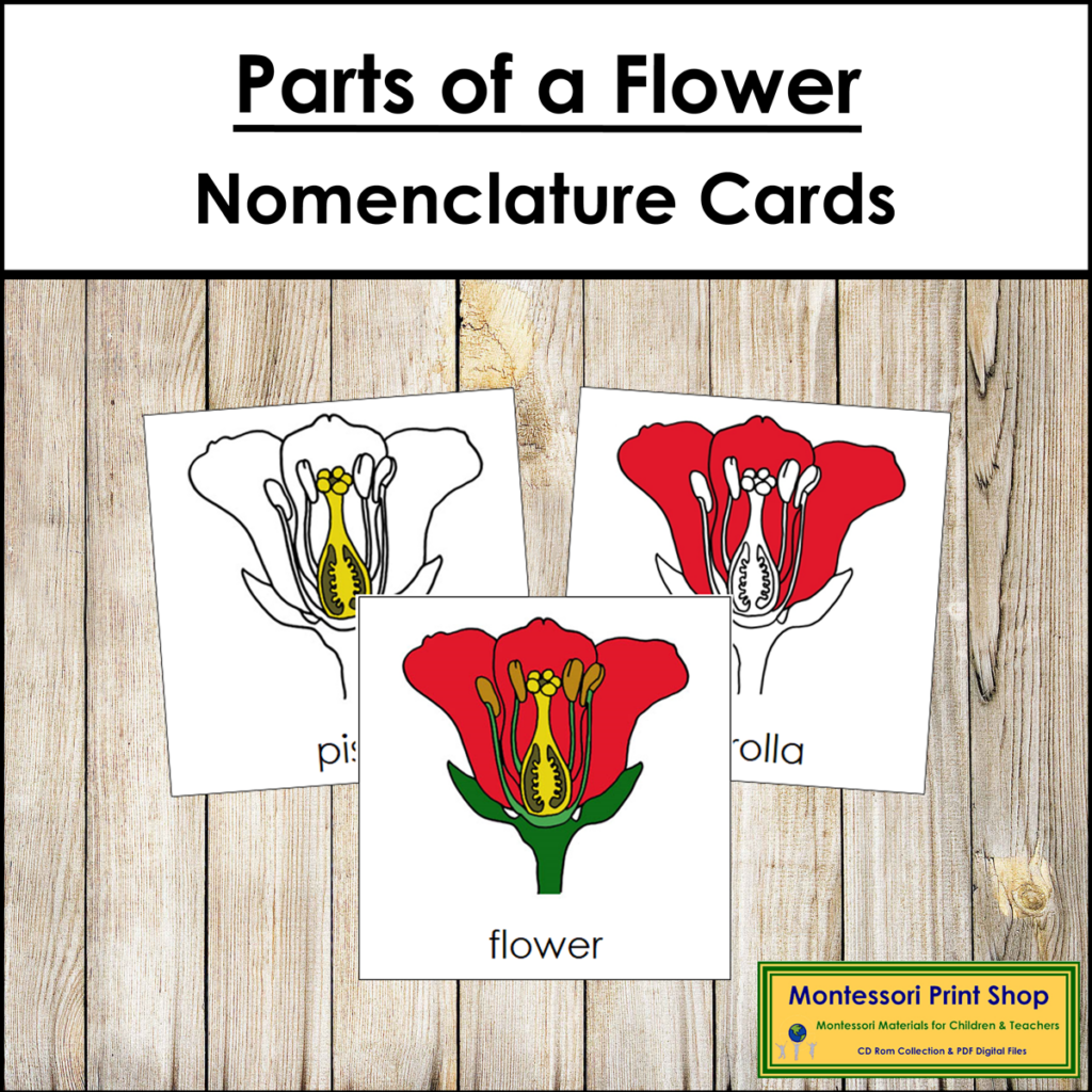 Parts of a Flower 3-Part Cards - Montessori Nomenclature | Made By Teachers