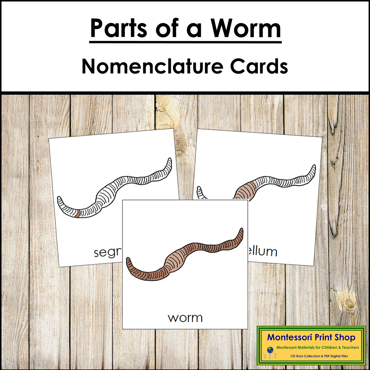 Parts of a Worm 3-Part Cards - Montessori Nomenclature
