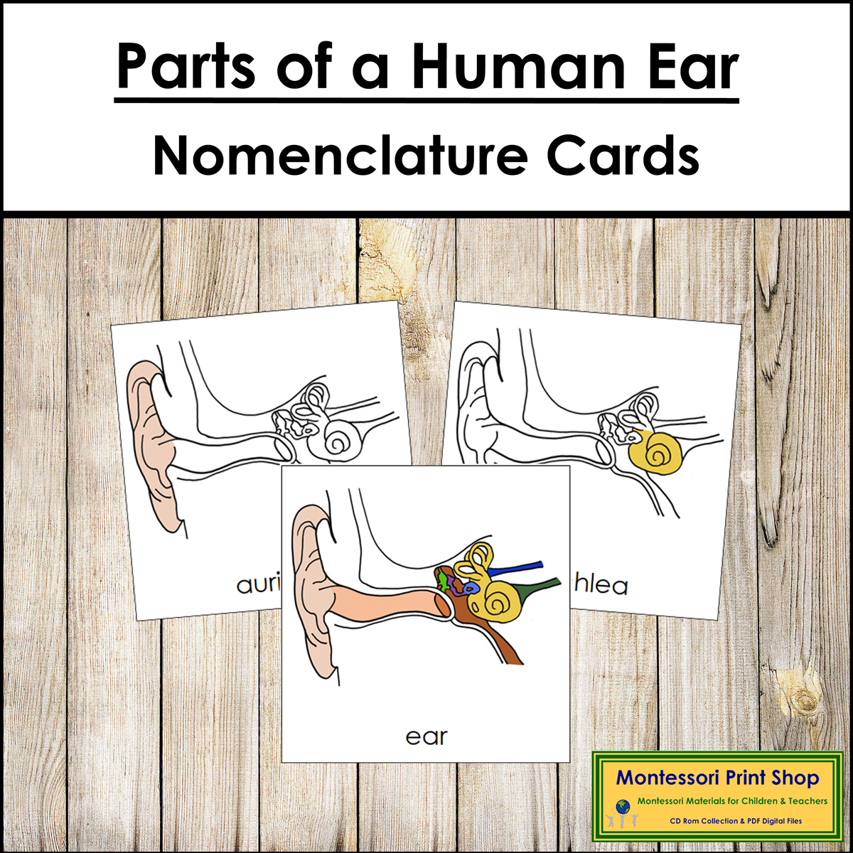 Parts of a Human Ear 3-Part Cards - Montessori Nomenclature