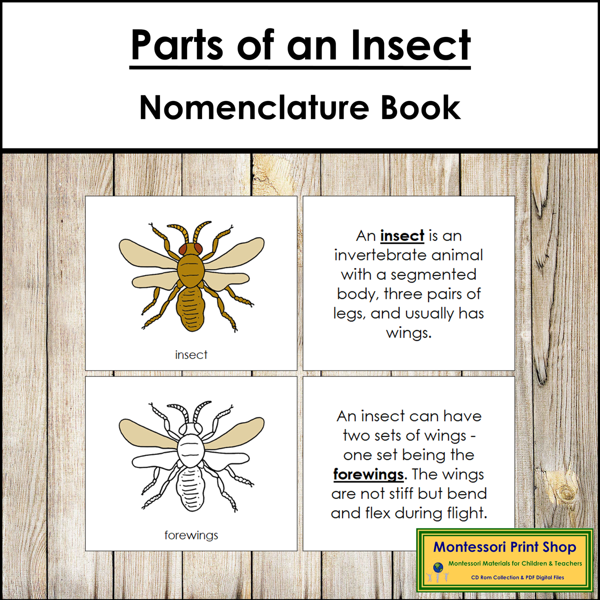 Parts of an Insect Book - Montessori Nomenclature