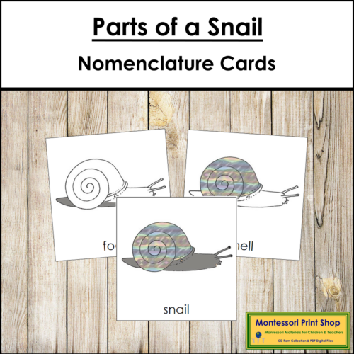 Parts of a Snail 3-Part Cards - Montessori Nomenclature - Made By Teachers