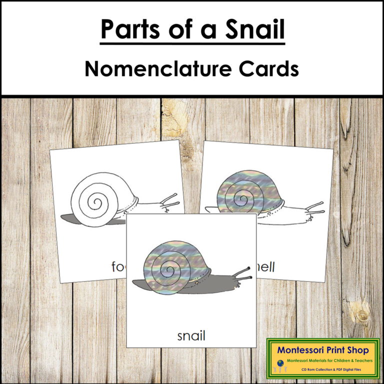 Parts of a Snail 3-Part Cards - Montessori Nomenclature - Made By Teachers
