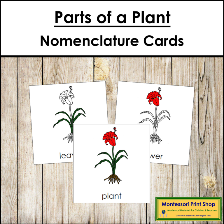 Parts of a Plant 3-Part Cards - Montessori Nomenclature - Made By Teachers