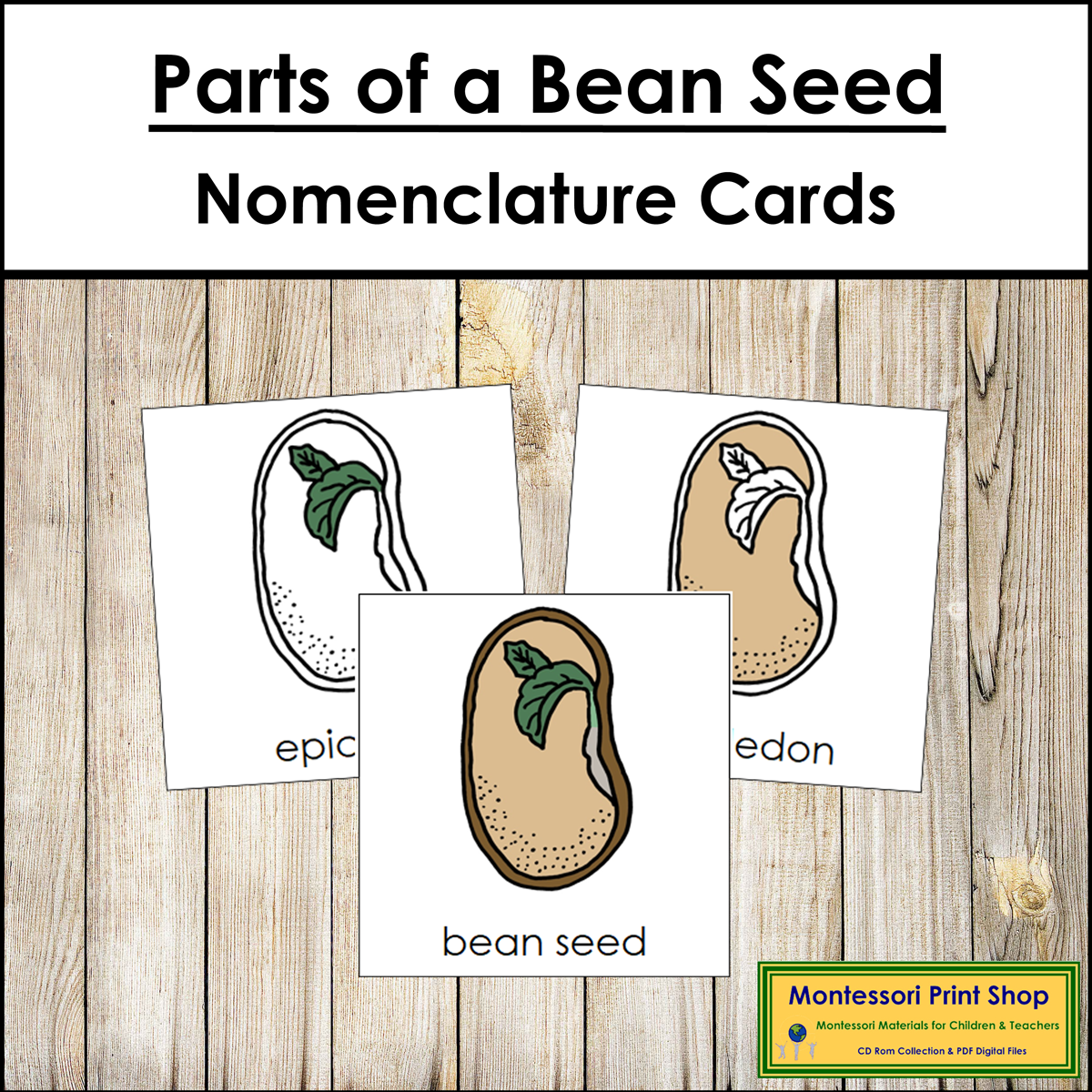 Parts of a Bean Seed 3-Part Cards - Montessori Nomenclature