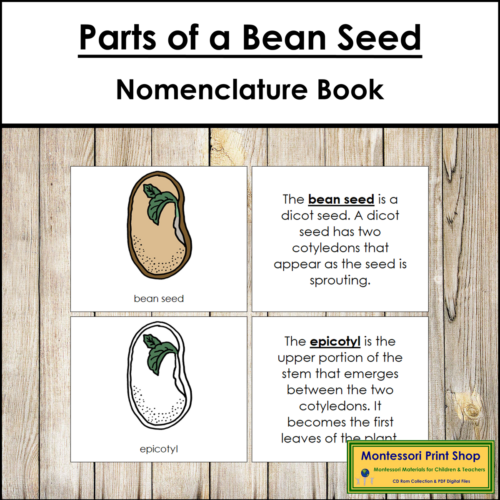 Parts of a Bean Seed Book - Montessori Nomenclature - Made By Teachers