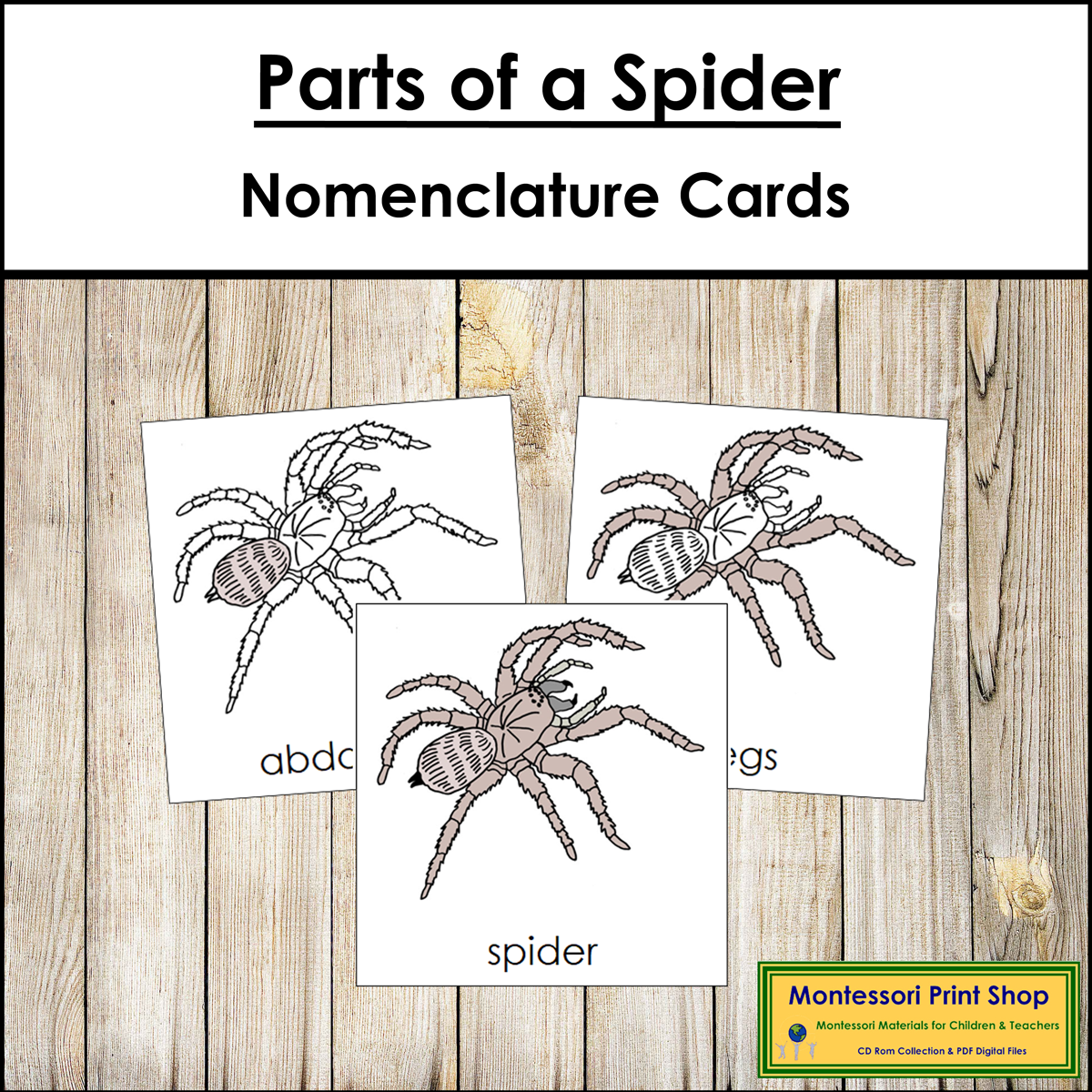 Parts of a Spider 3-Part Cards - Montessori Nomenclature