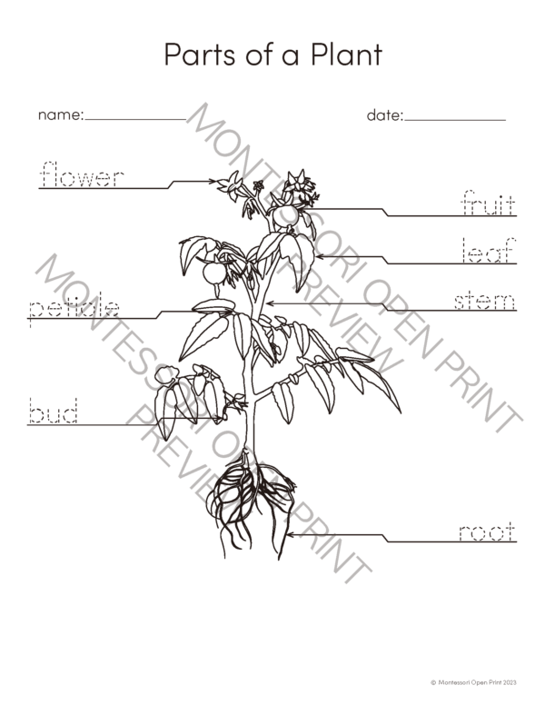 Montessori 3 Part Cards and Definitions - Parts of a Plant | Made By ...
