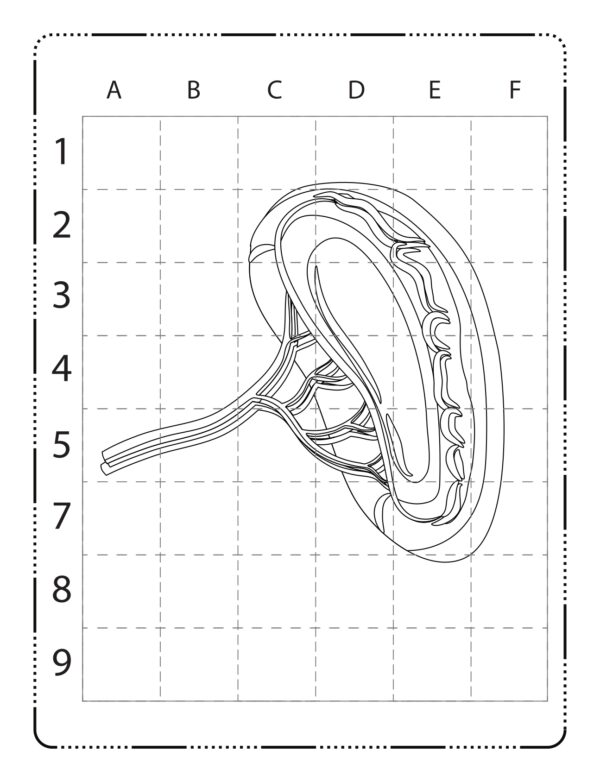 How to Draw Human Anatomy Coloring Book - Made By Teachers
