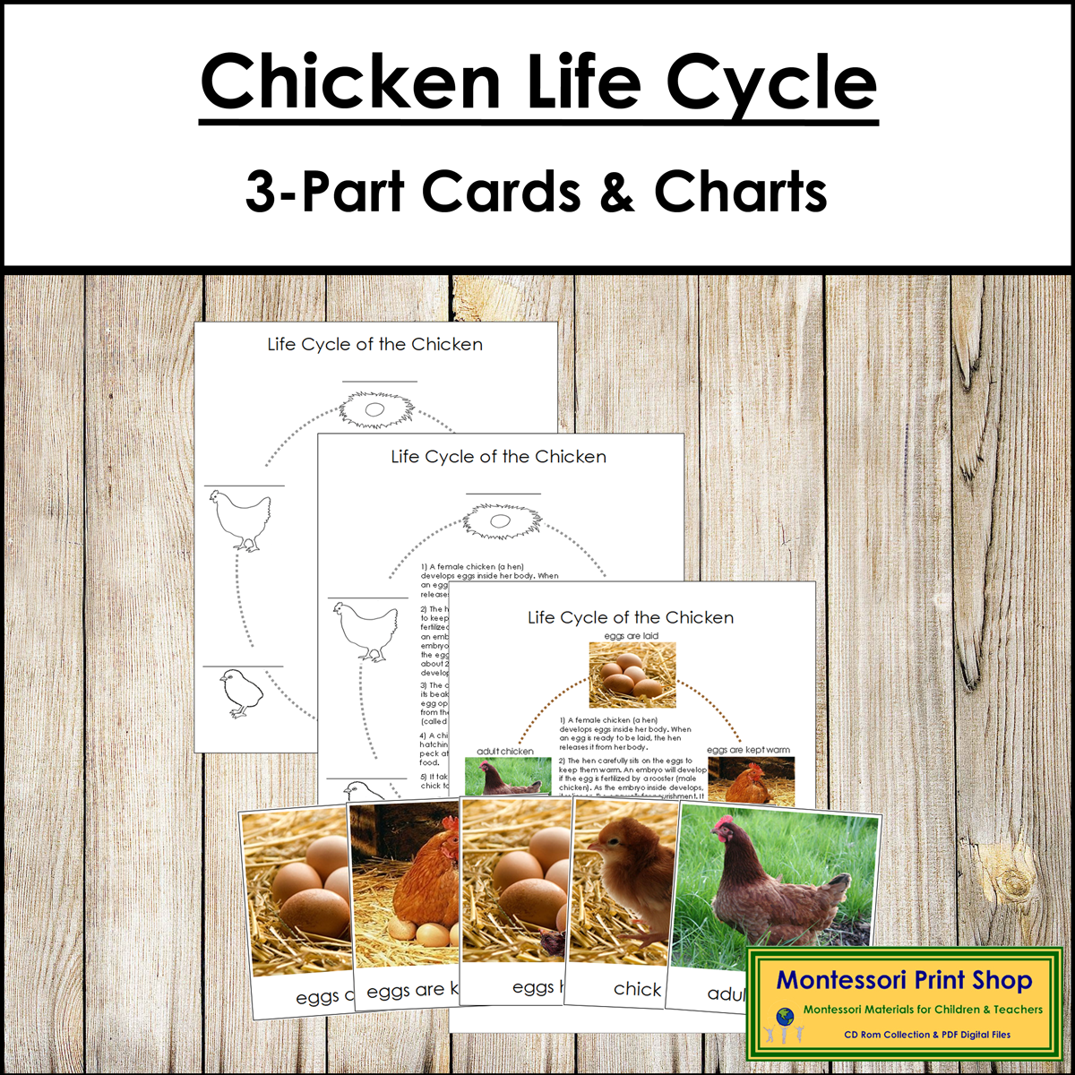 The Chicken Life Cycle 3-Part Cards & Charts - Montessori Nomenclature