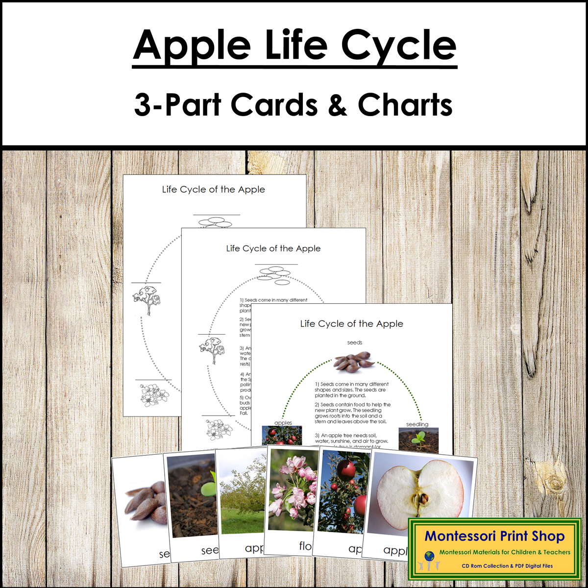 The Apple Life Cycle 3-Part Cards & Charts - Montessori Nomenclature