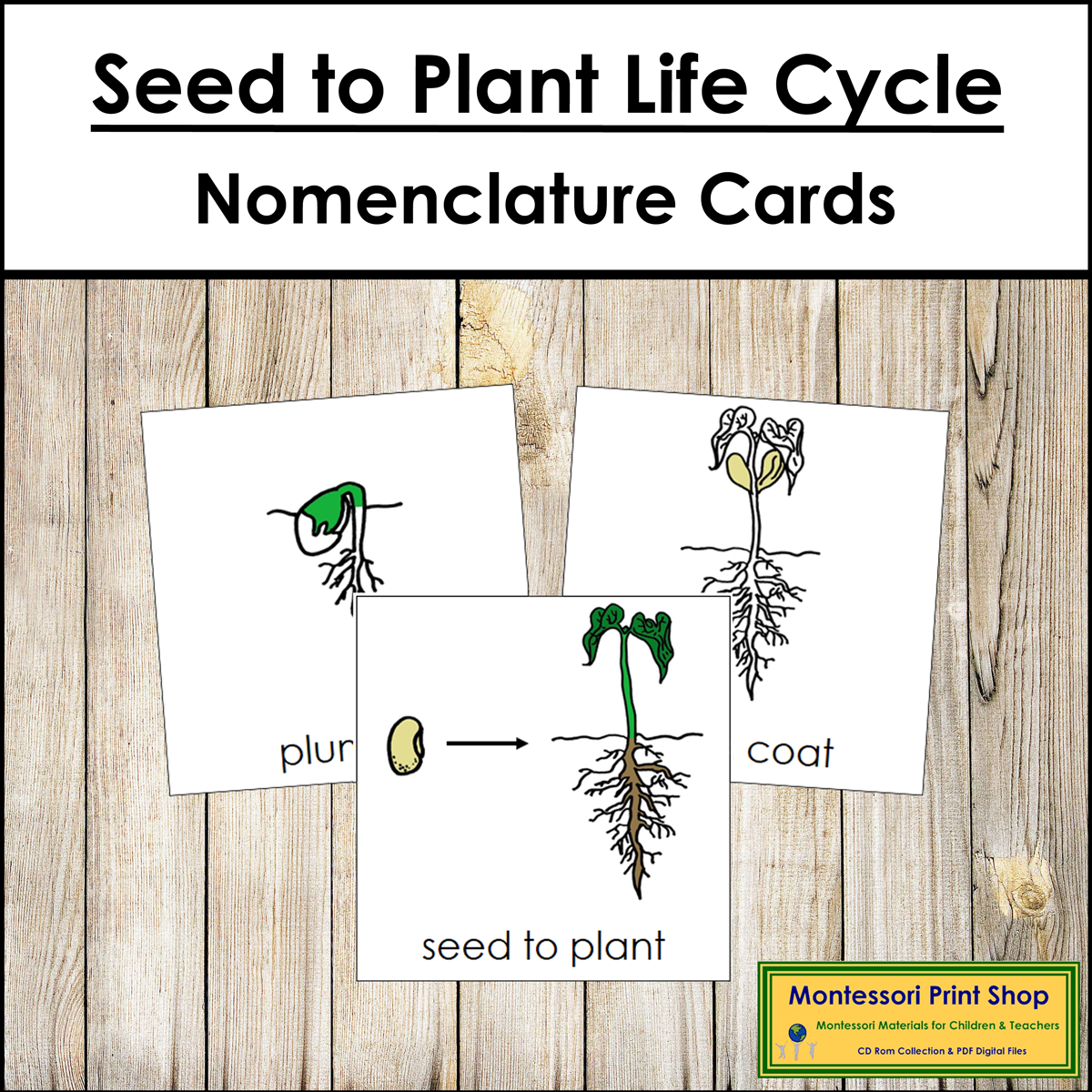 Seed to Plant Life Cycle 3-Part Cards - Montessori Nomenclature