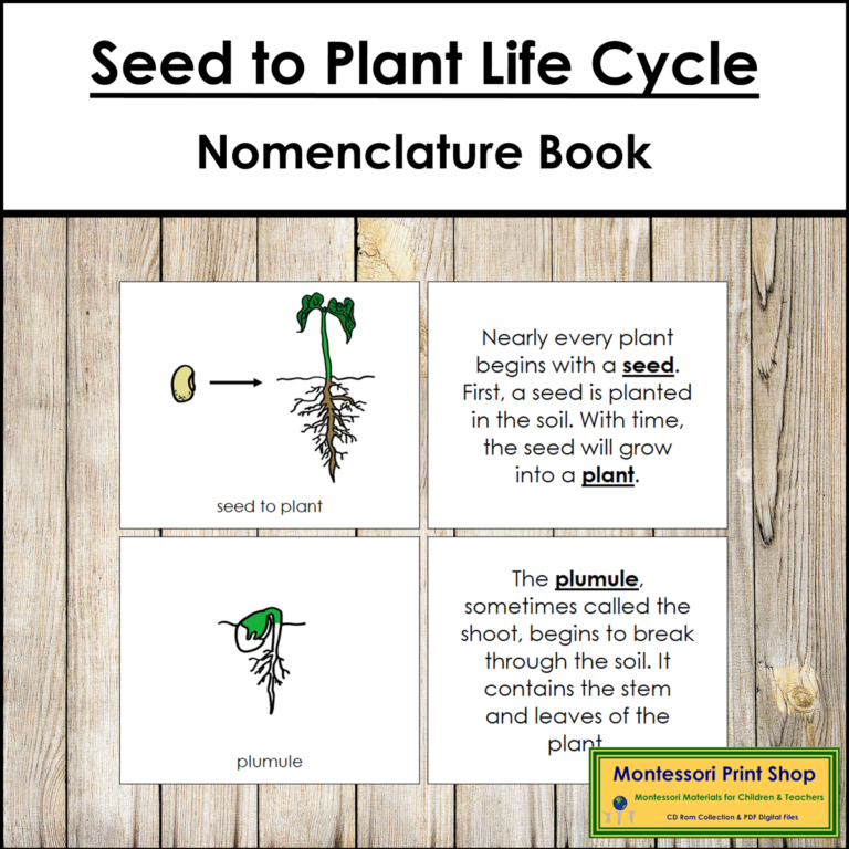 Seed to Plant Life Cycle Book - Montessori Nomenclature - Made By Teachers
