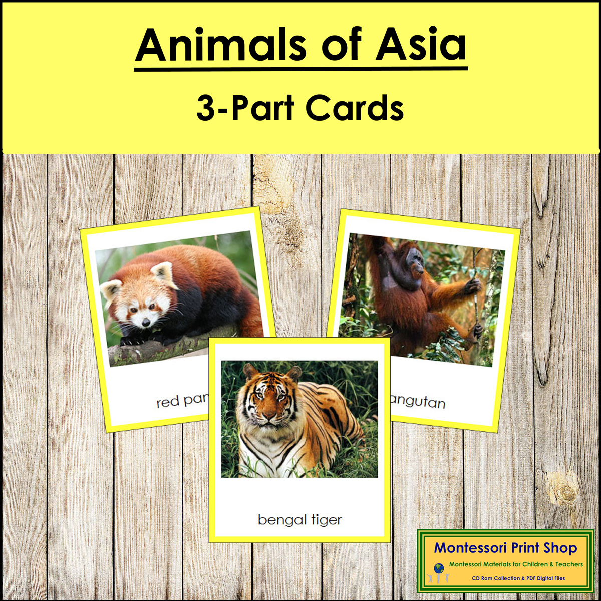Animals of Asia 3-Part Cards (color borders) - Continent Cards