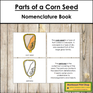 Parts of a Corn Seed Book - Montessori Nomenclature - Made By Teachers