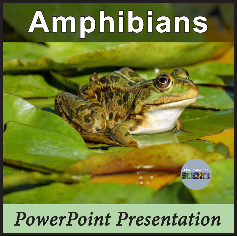 Amphibians, Life Cycle of a Frog PowerPoint, Tadpoles, Salamanders