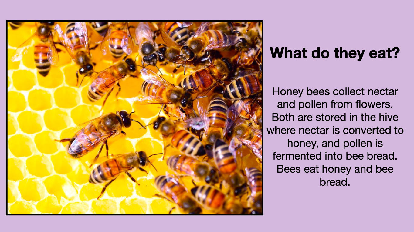 BEES: Animated Keynote/PPT Presentation, Colorful Science