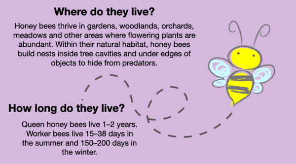 BEES: Animated Keynote/PPT Presentation, Colorful Science - Made By ...