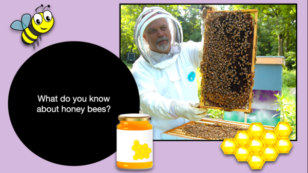 BEES: Animated Keynote/PPT Presentation, Colorful Science - Made By ...