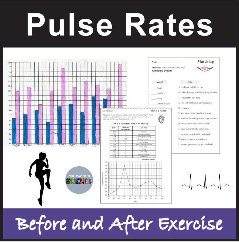 Circulatory System Activities Pulse Rates Worksheets Graphs