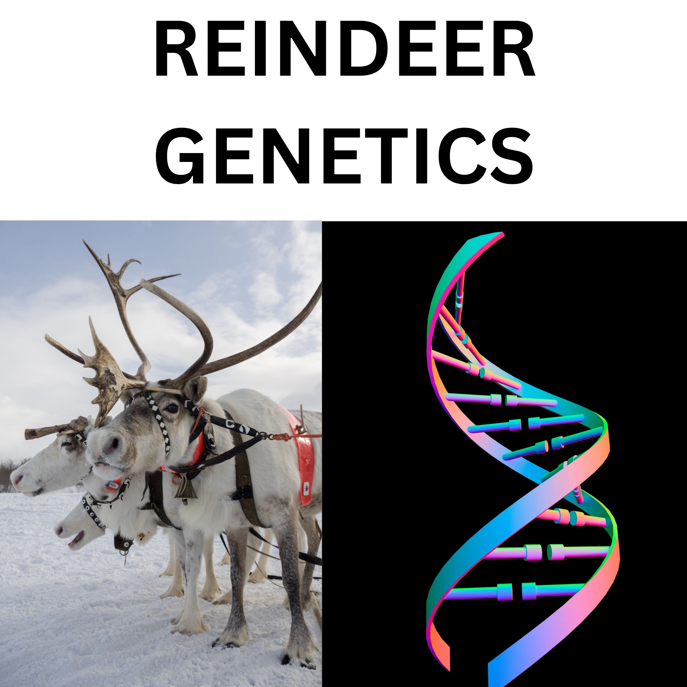 Genetics Christmas Reindeer Punnett Square High School Science