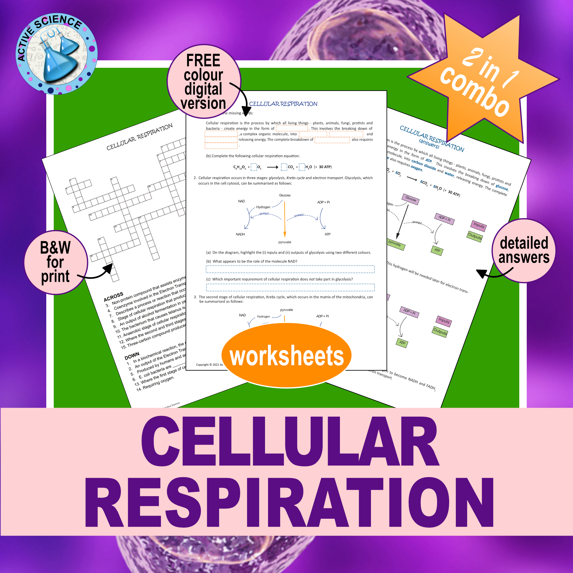 Cellular Respiration: glycolysis, Krebs cycle, electron transport
