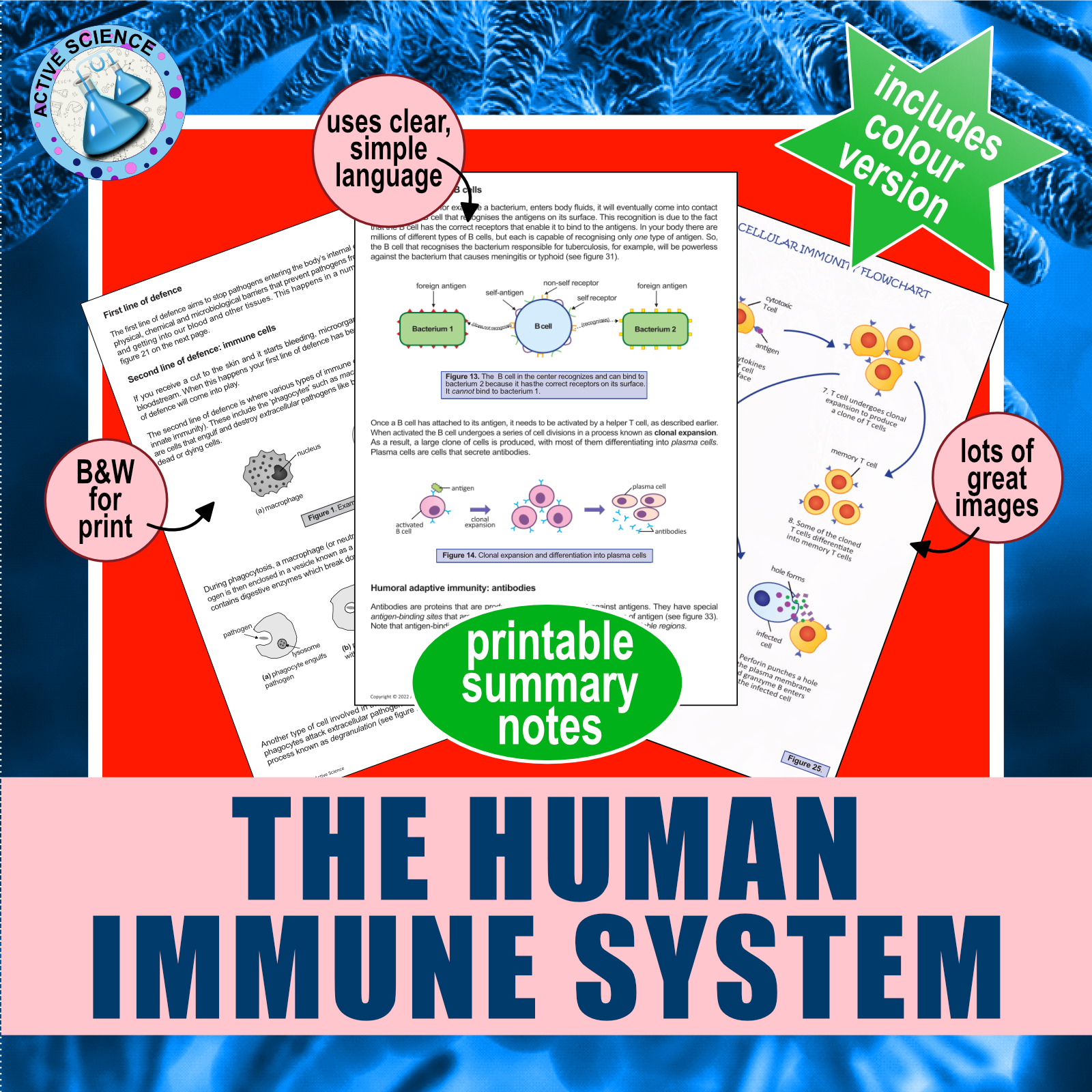 The Immune System (Summary Notes)