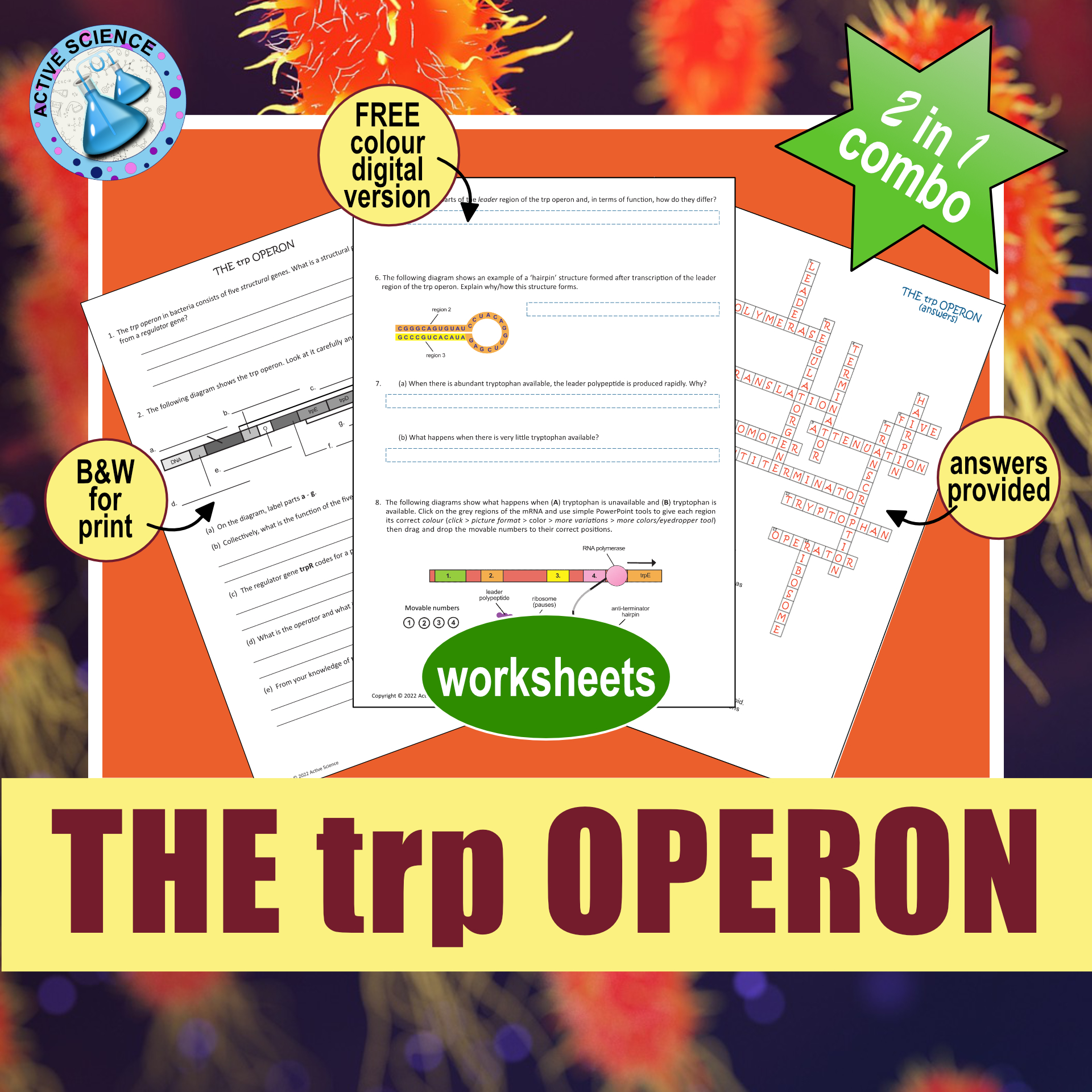 The trp Operon: gene regulation in bacteria