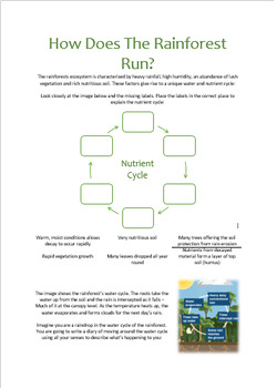 Rainforest - Nutrient And Water Cycle