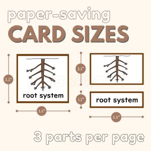 Parts of the ROOT Montessori Botany Unit Study 5-Part Card Definition ...