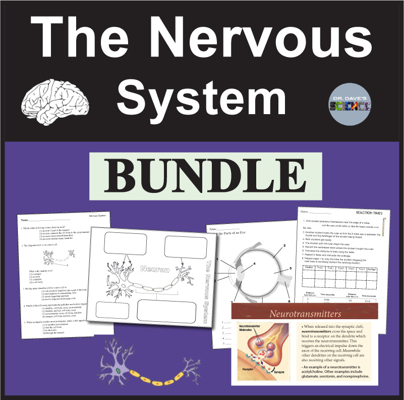 Nervous System Activity Bundle, Worksheets Neuroscience Neurotransmitters