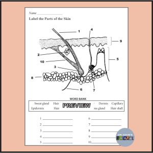 Parts of the Skin Activity Worksheet Keratin Fingernail Epidermis ...
