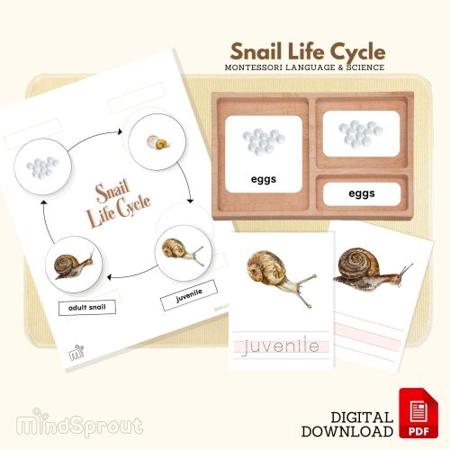 Life Cycle of a Snail Montessori Language Material Snail Life Cycle ...