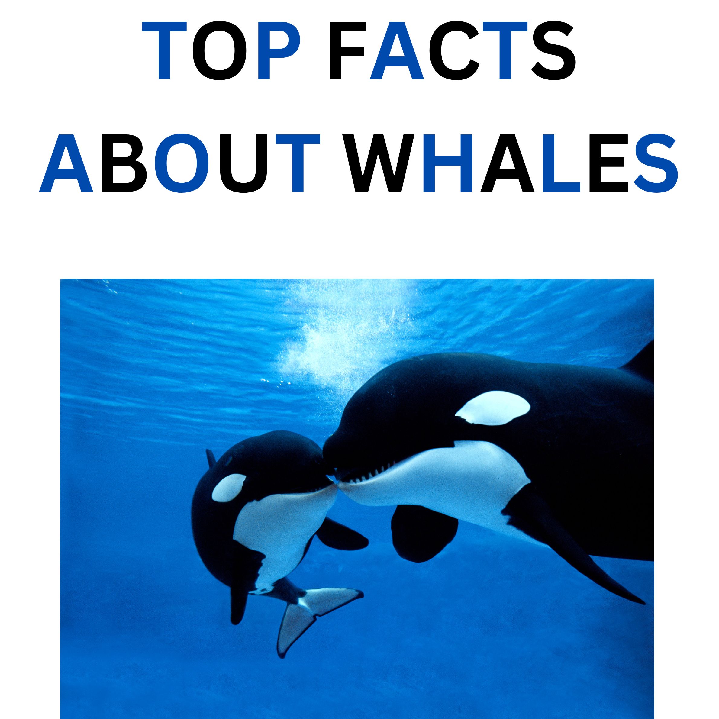 Oceanography Whale lab evolution and adaptions labs middle school