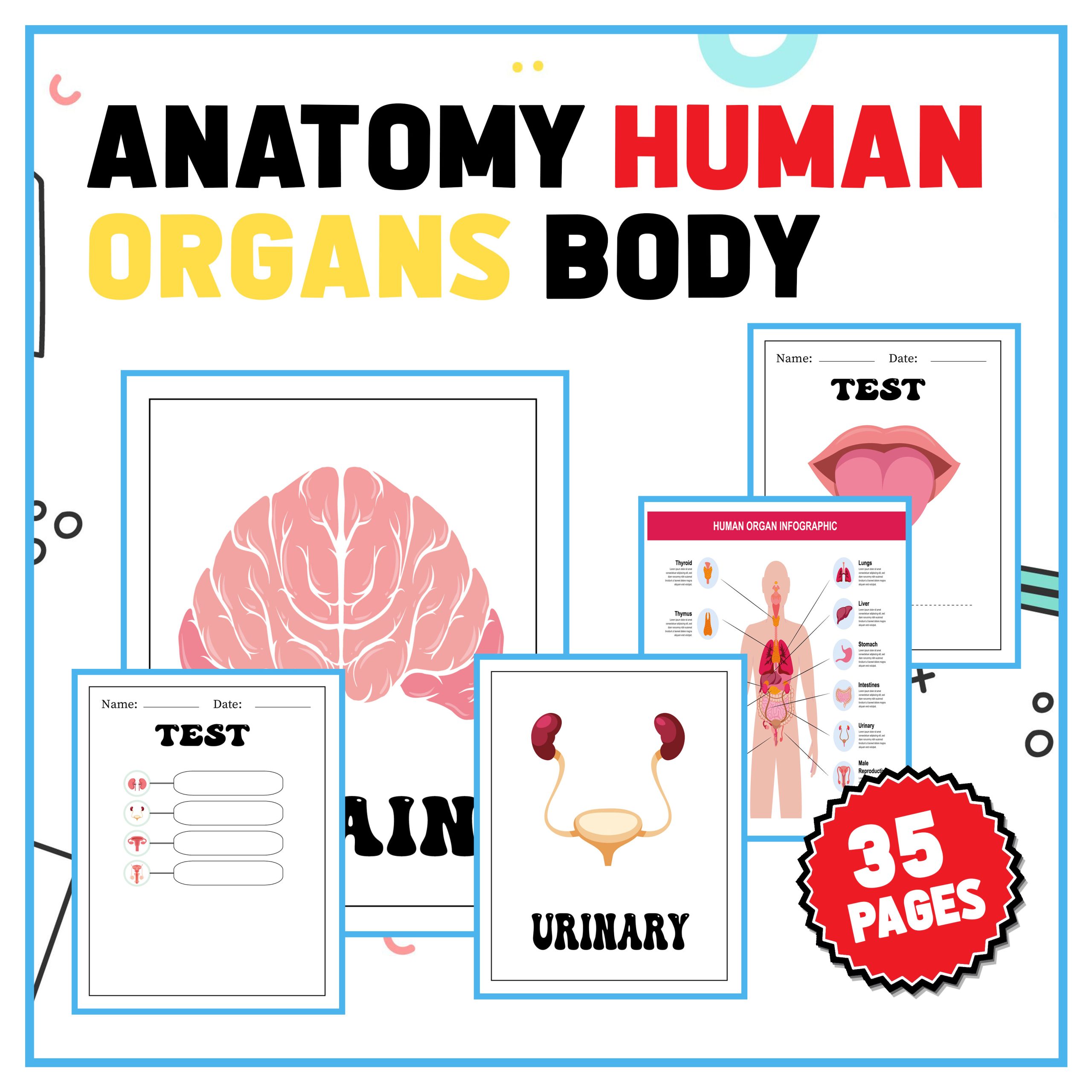 Anatomy Human Organs Body Coloring