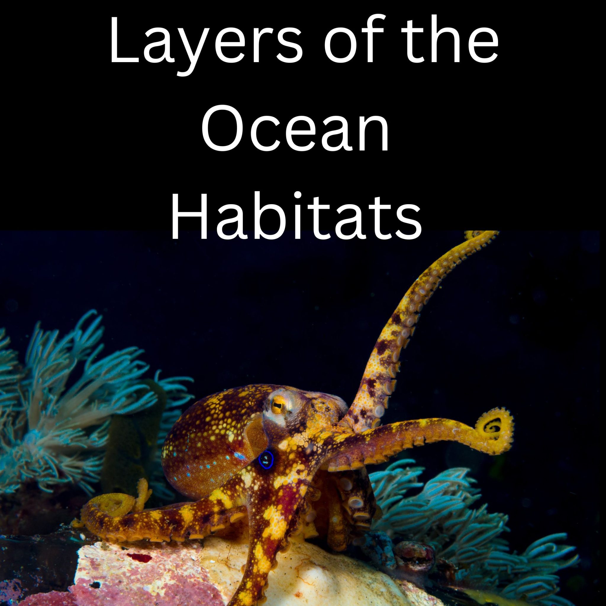 Oceanography Layers of the Ocean Biomes Middle School Science | Made By ...