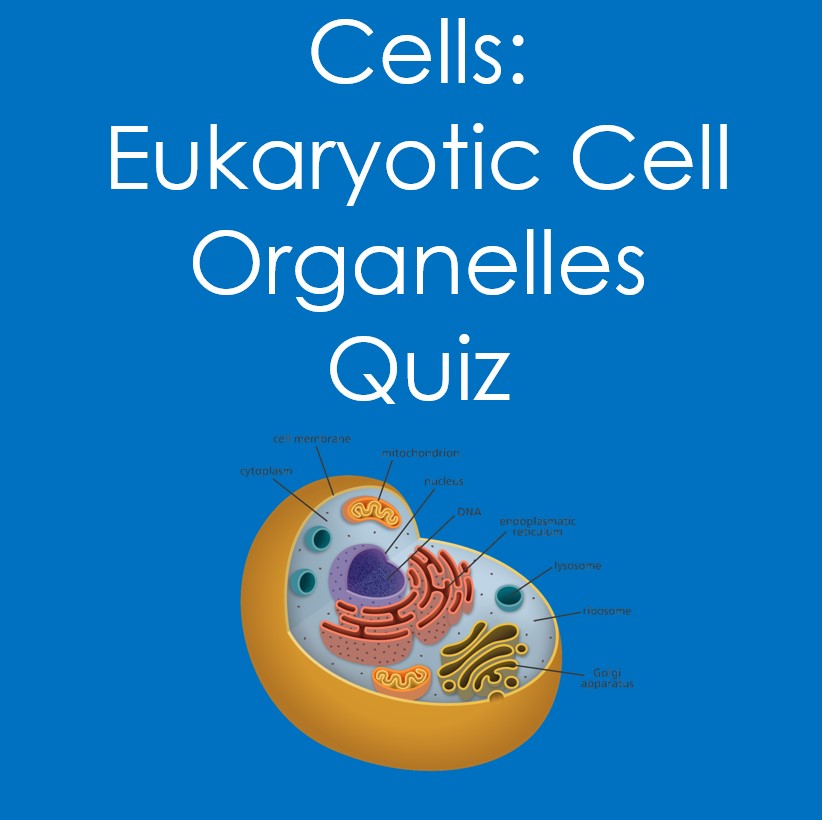 Cells: Eukaryotic Cell Organelles Quiz (BioloCells: Eukaryotic Cell Organelles Qugy, Life Science)