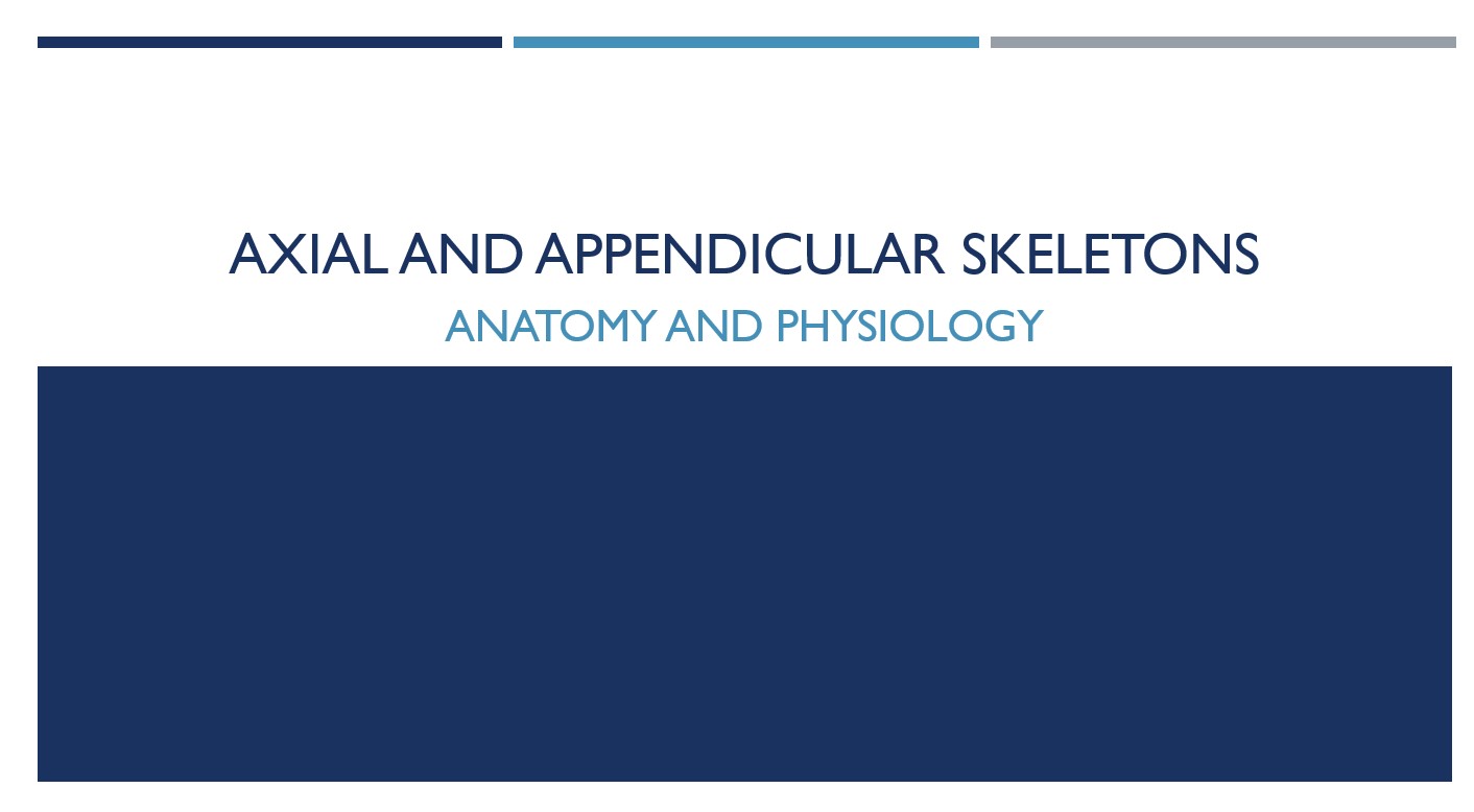 Skeletal System: Axial and Appendicular Skeletons POWER POINT