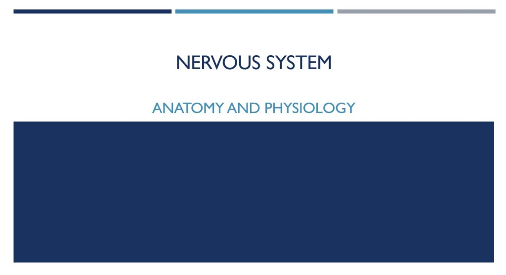 Nervous System Anatomy and Physiology POWER POINT | Made By Teachers