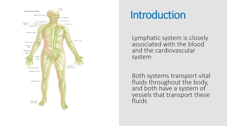 The Lymphatic System (Immune System, Anatomy and Physiology) POWER ...