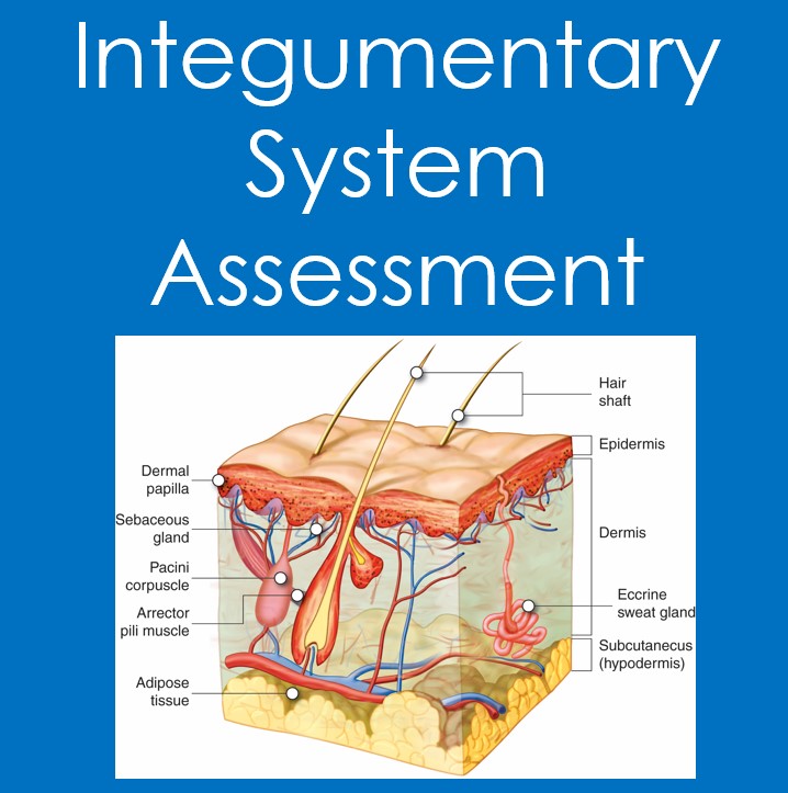 Integumentary System Assessment (Anatomy and Physiology, Science, Quiz)