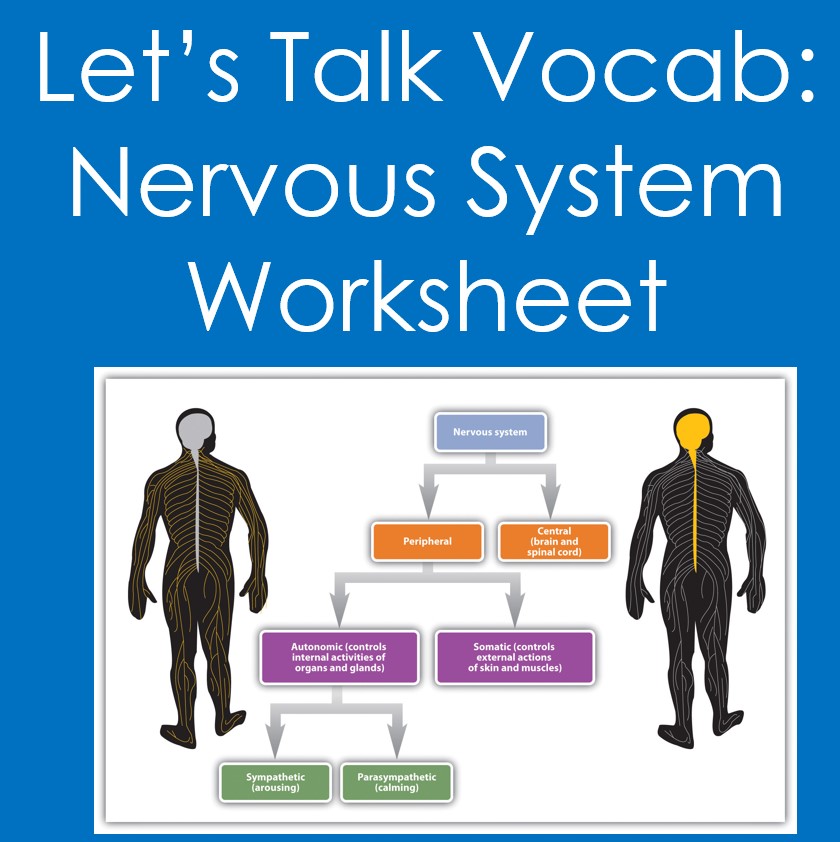 Let's Talk Vocab...Nervous System Worksheet (Anatomy, Biology)