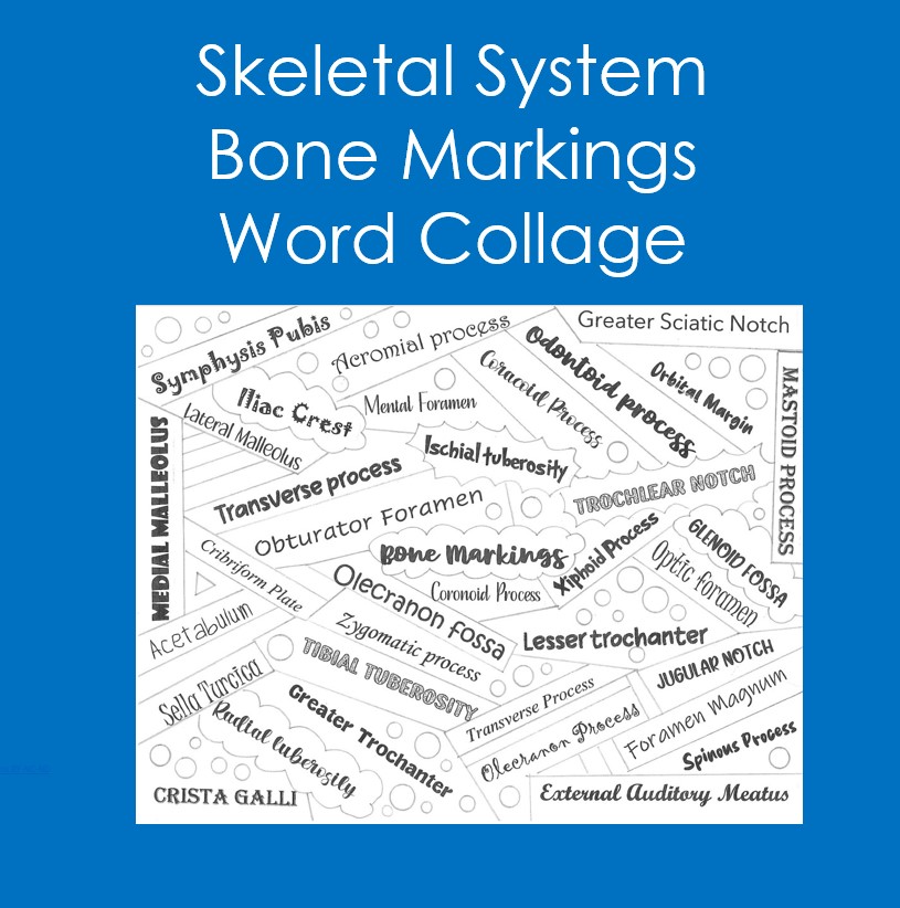 Skeletal System: Bone Markings Word Collage (Coloring, Anatomy, Vocabulary)