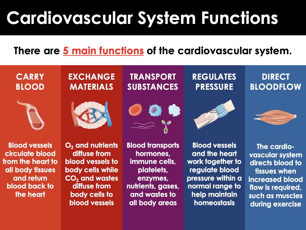 Cardiovascular or Circulatory System Advanced Presentation PPT ...