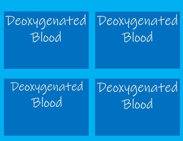 Blood Flow Through the Heart Step by Step Cards Anatomy, Biology ...