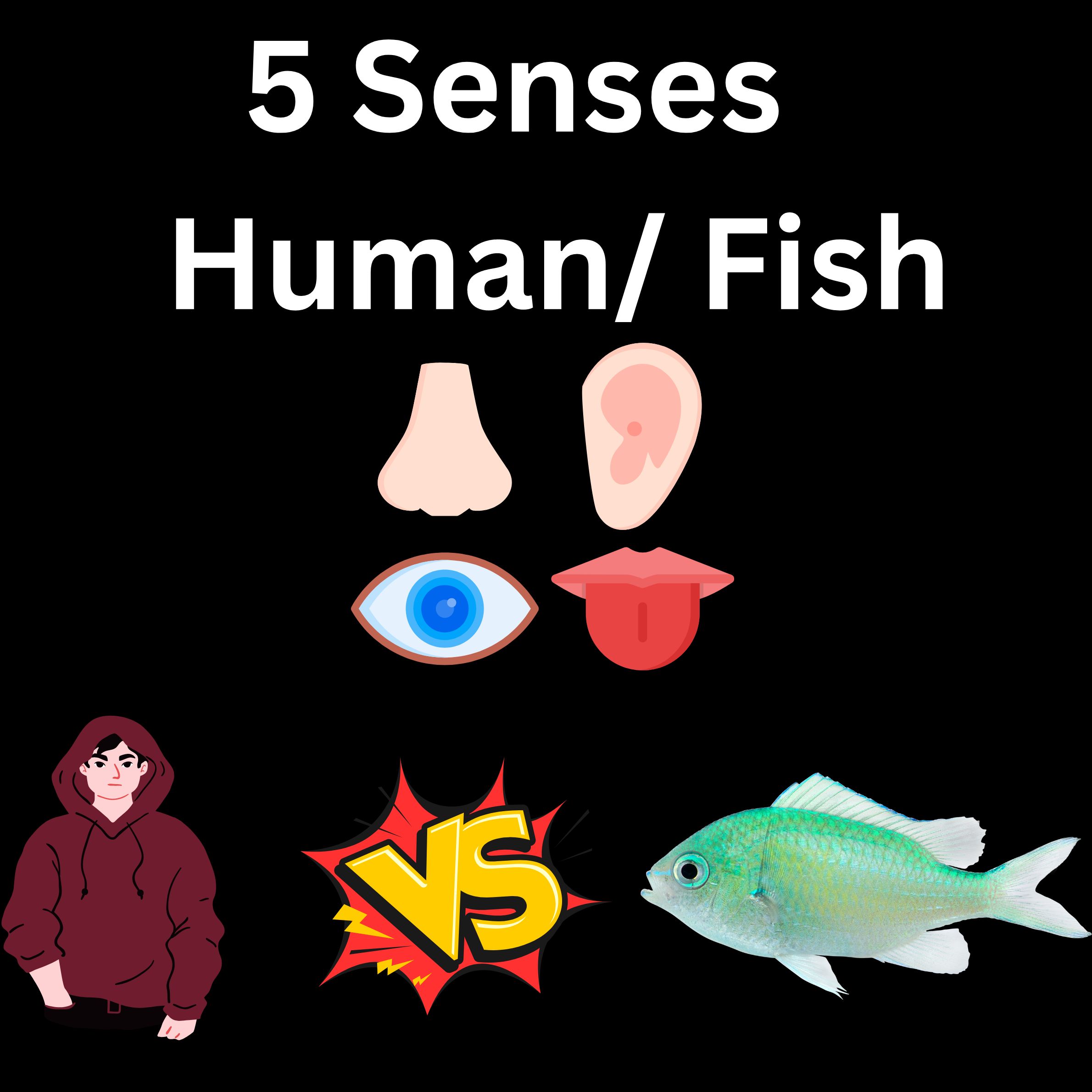 Oceanography The senses of smell, touch, sight, and sound of fishes
