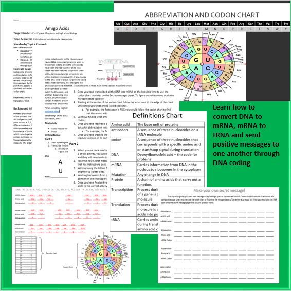 Amino Acids Transcription and Translation Activity
