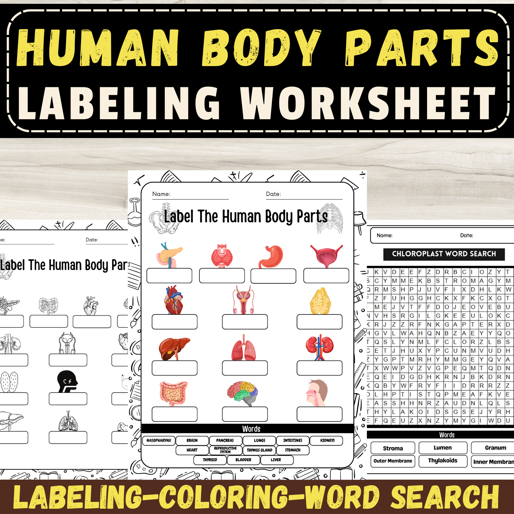 Human Anatomy: Body Parts Labeling Worksheet Set with Activites ( Coloring...)