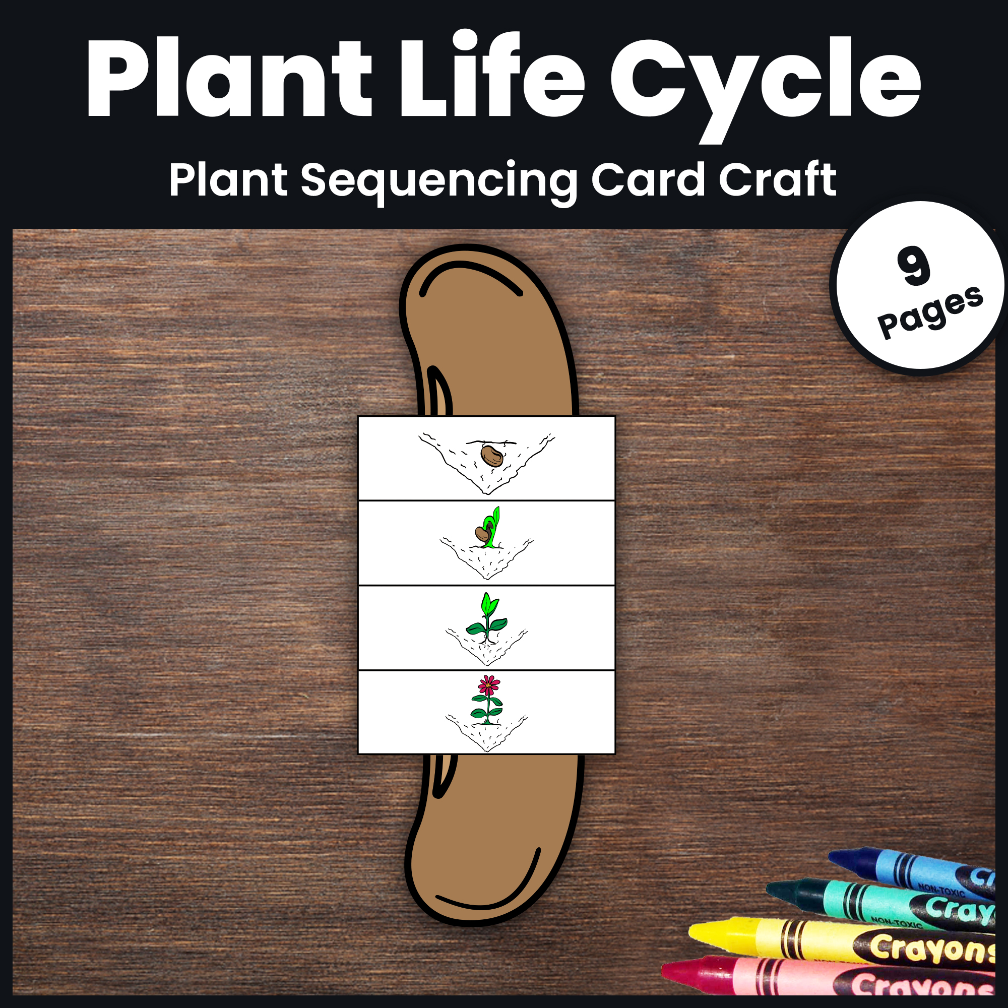 Plant Life Cycle Craft: Plant Sequencing Crafts Science Activity and Assessment