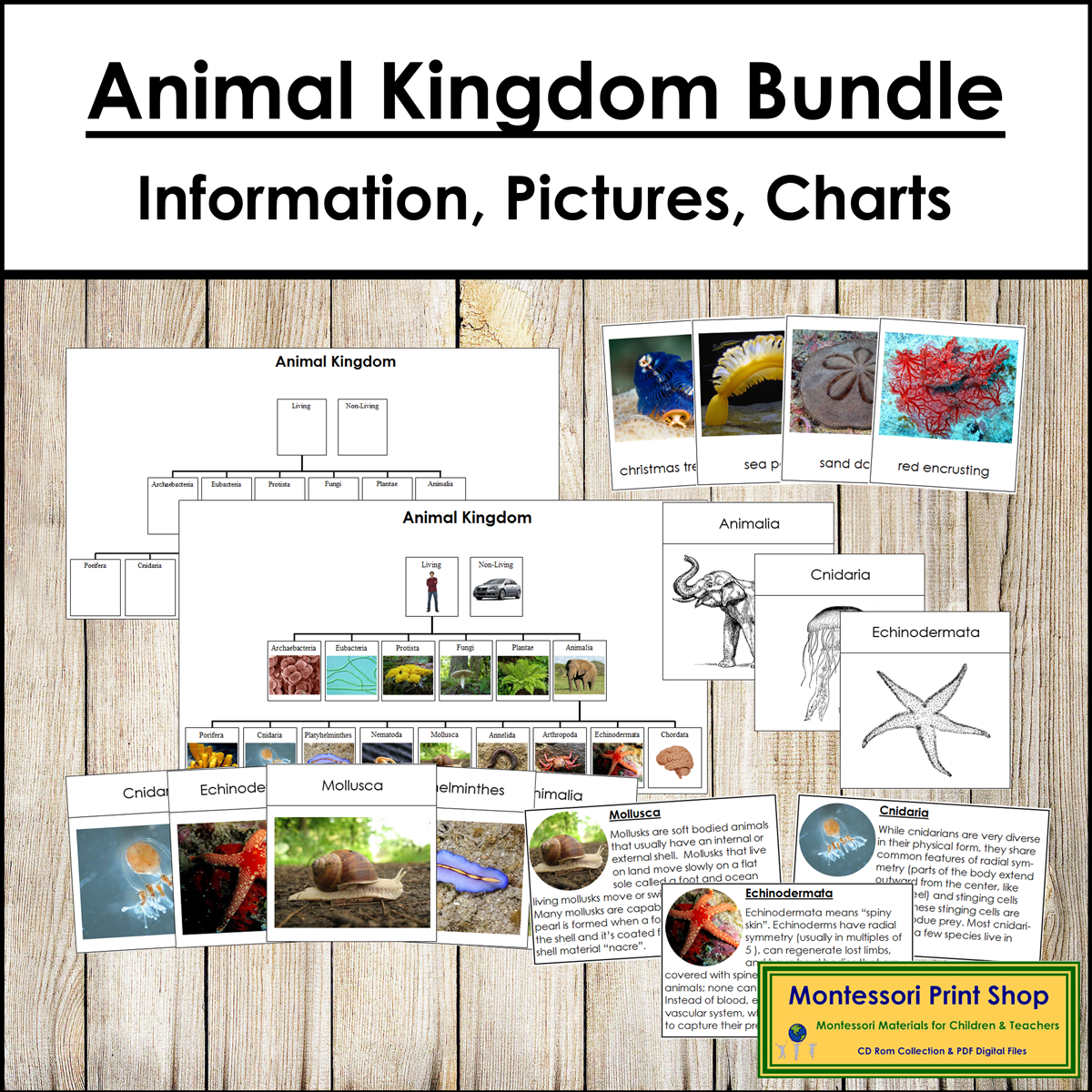Animal Kingdom Bundle - Animal Classification - Montessori