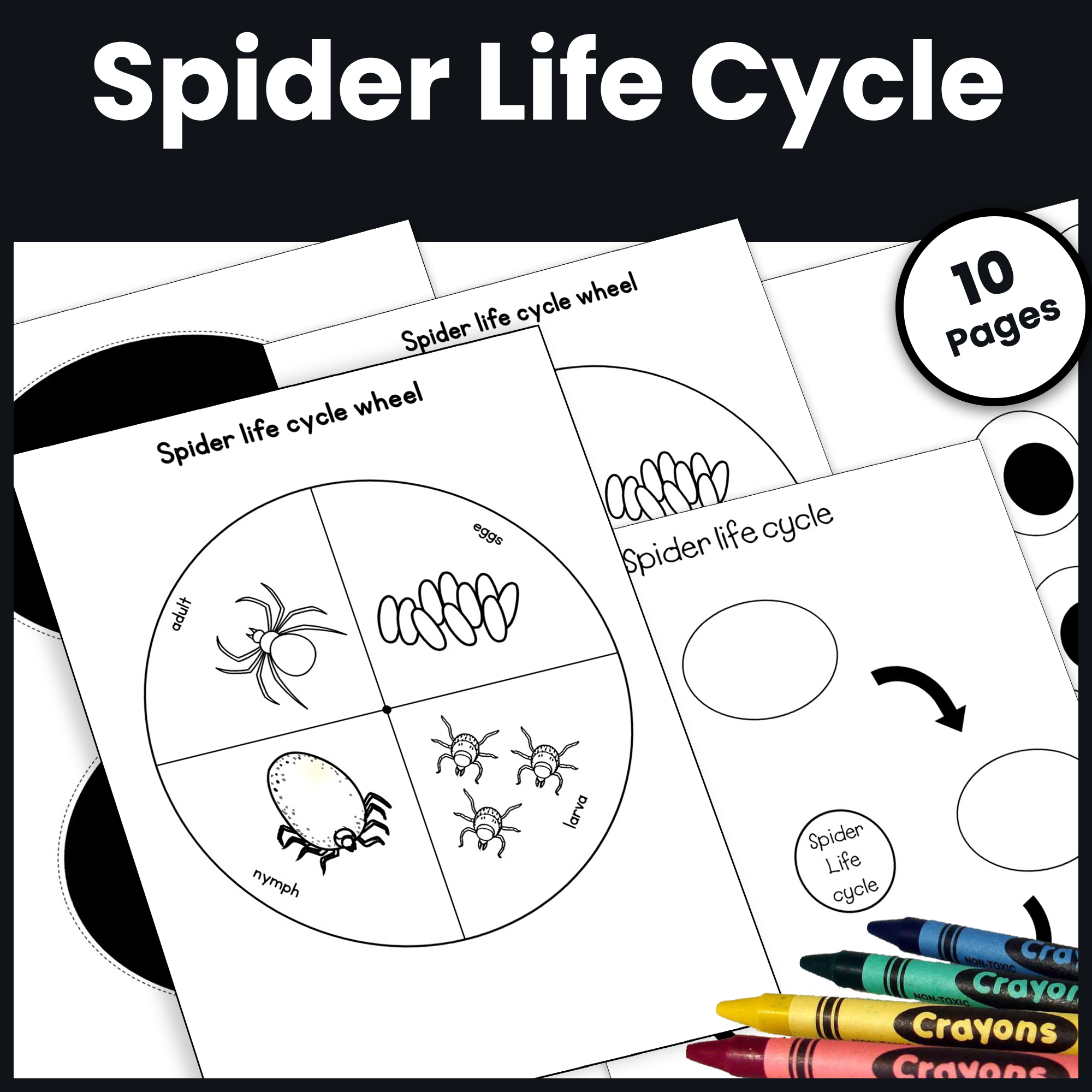 Spider Life Cycle Craft for Kindergarten: Spider Science Craftivity & Activities